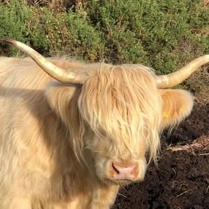 Meet your Posher, Betsy